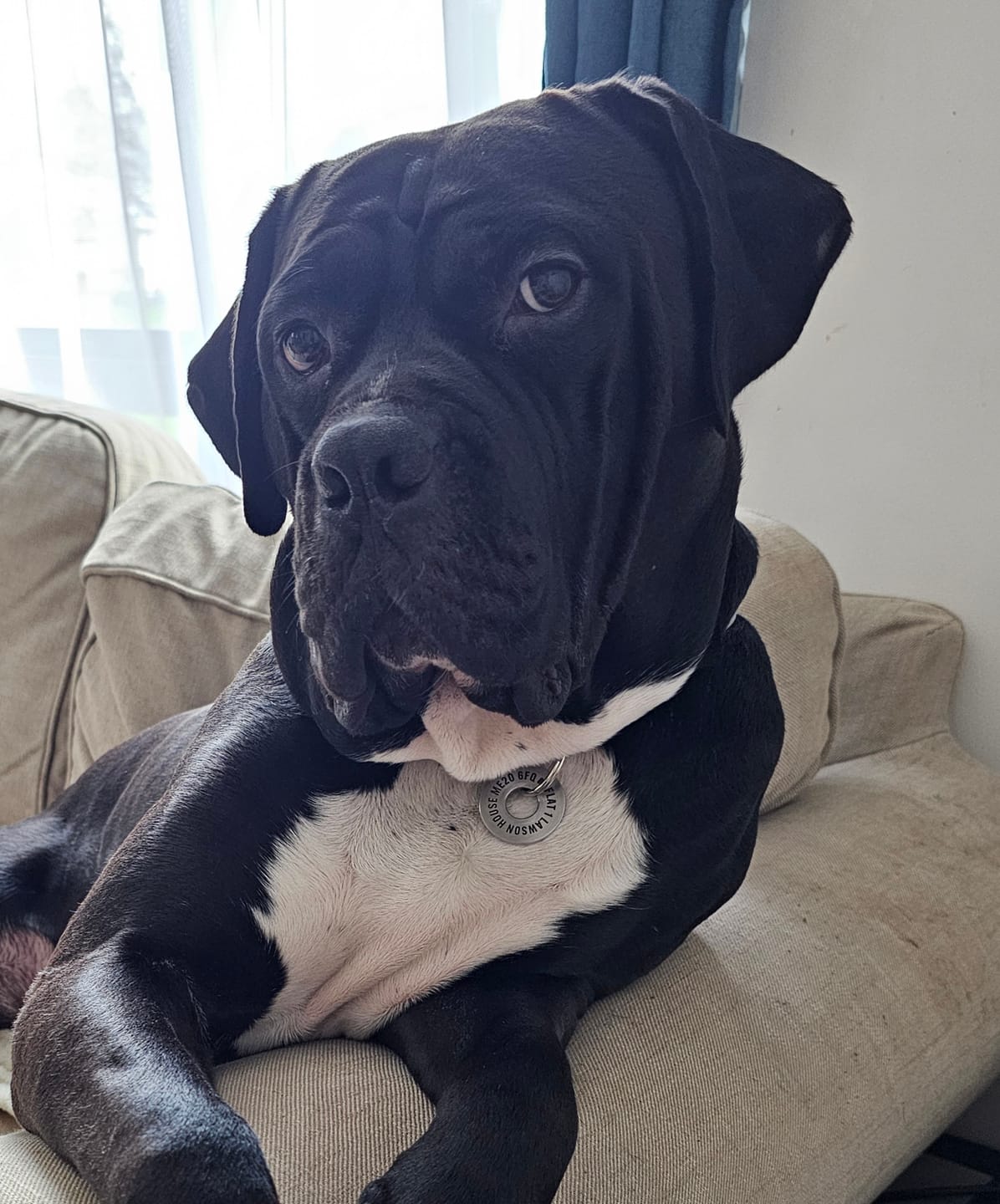 Customer photo review of 5cm Combat® Collar | With Handle & Secure Clip - Metal Grey