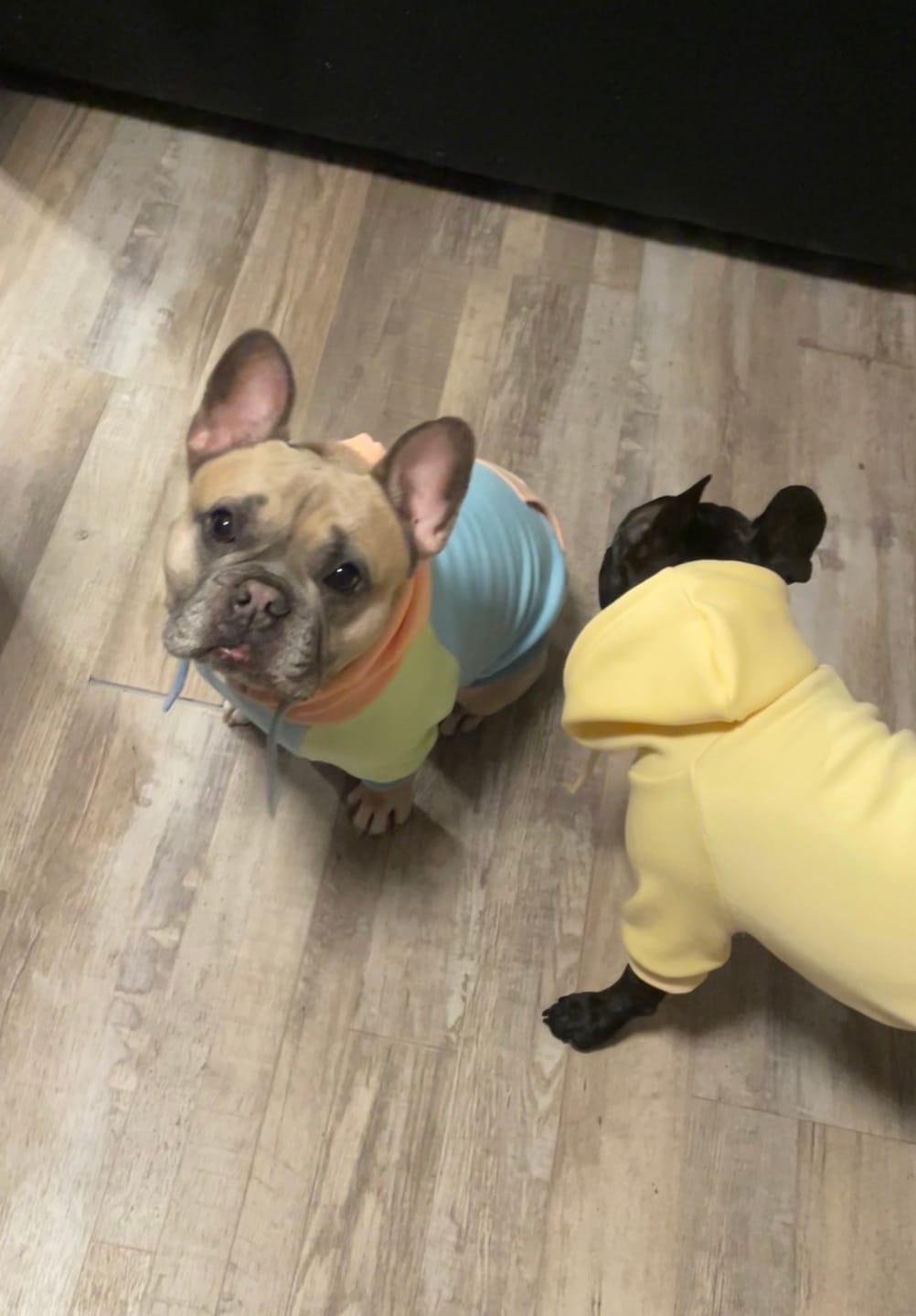 Customer photo review of Jelly Bean Dog Hoodie