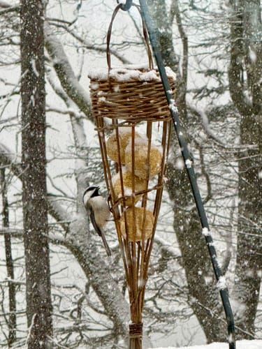 Customer photo review of The Small Bird Feeder Course and Kit