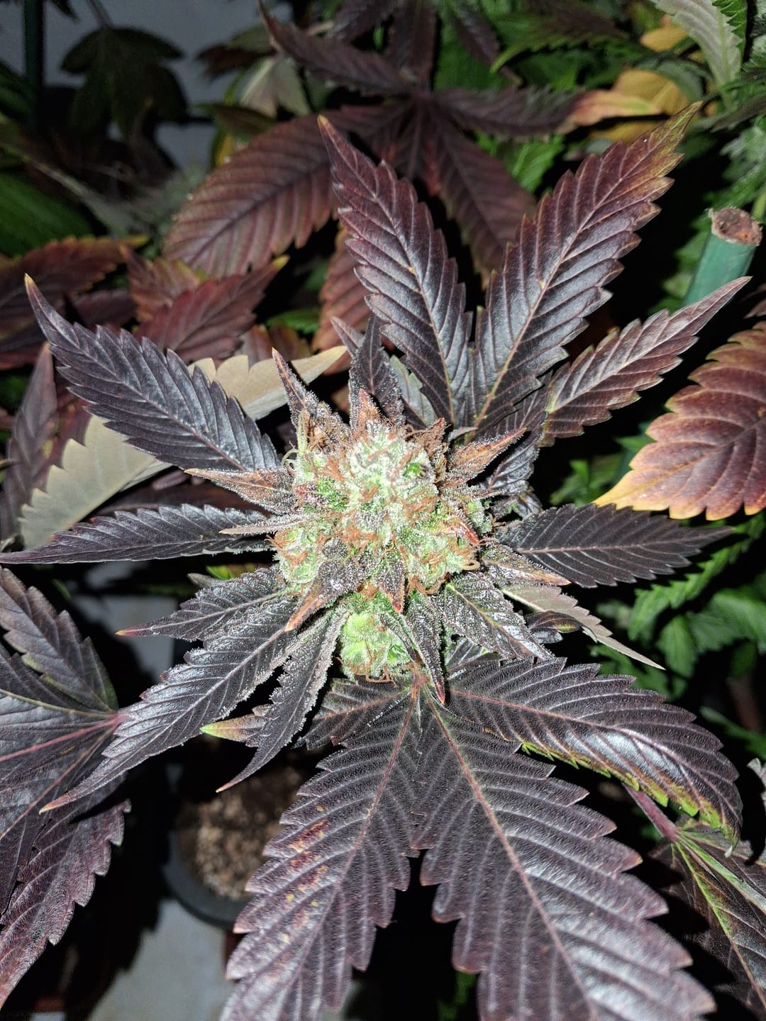 Customer photo review of Hanfstecklinge | Blackberry Moonrock