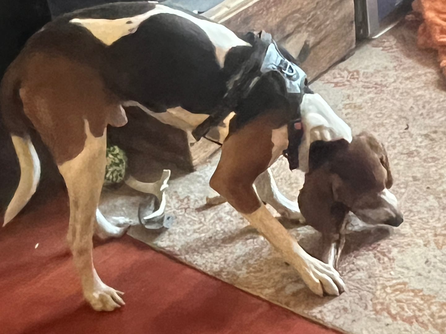 Customer photo review of Large Ostrich Cane (11.5" x 5"): The Ultimate Long-Lasting Chew for Medium, Large & XL Dogs