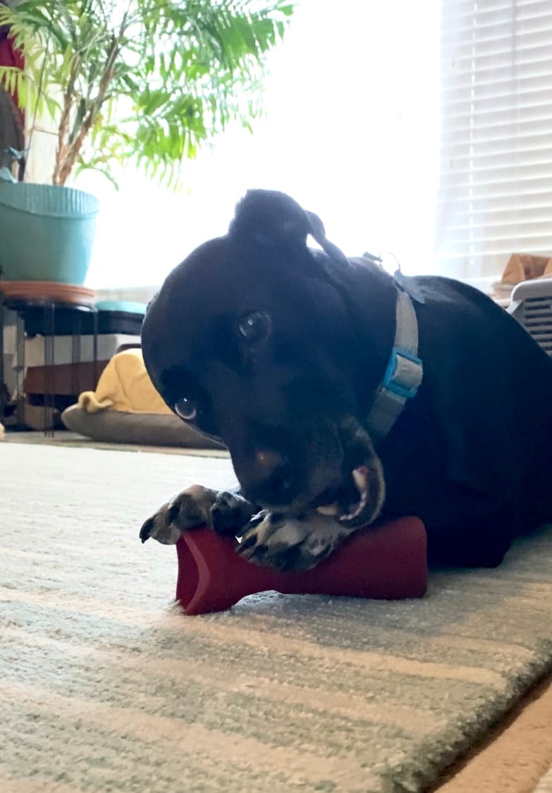 Customer photo review of Bully Stick Safety Holder