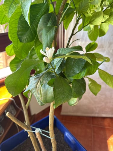 Customer photo review of Fertibono CitriPlus: Abono Cítricos, (1L), Rico en Hierro, Zinc, Calcio,Manganeso, Magnesio, AminoAcidos y NPK - Abono Plantas, Ecológico, Residuo Cero