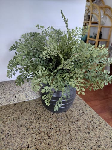 Customer photo review of Amara Fern Bush