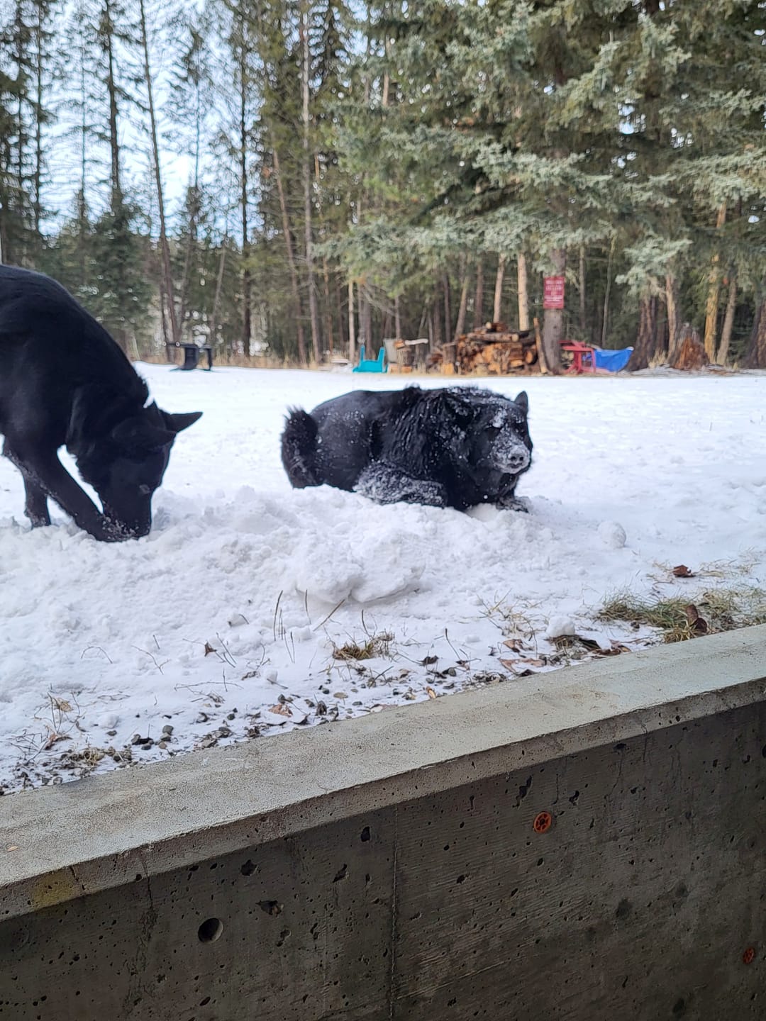 Customer photo review of 6 Inch Monster Bully Stick