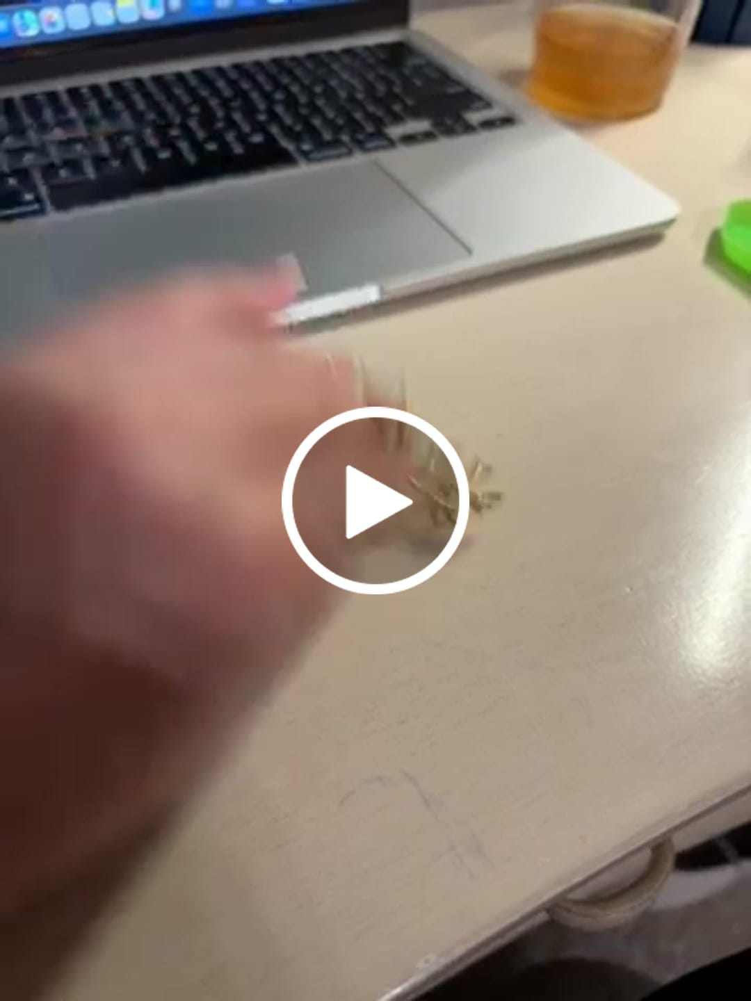 Customer video review of Reef Earrings