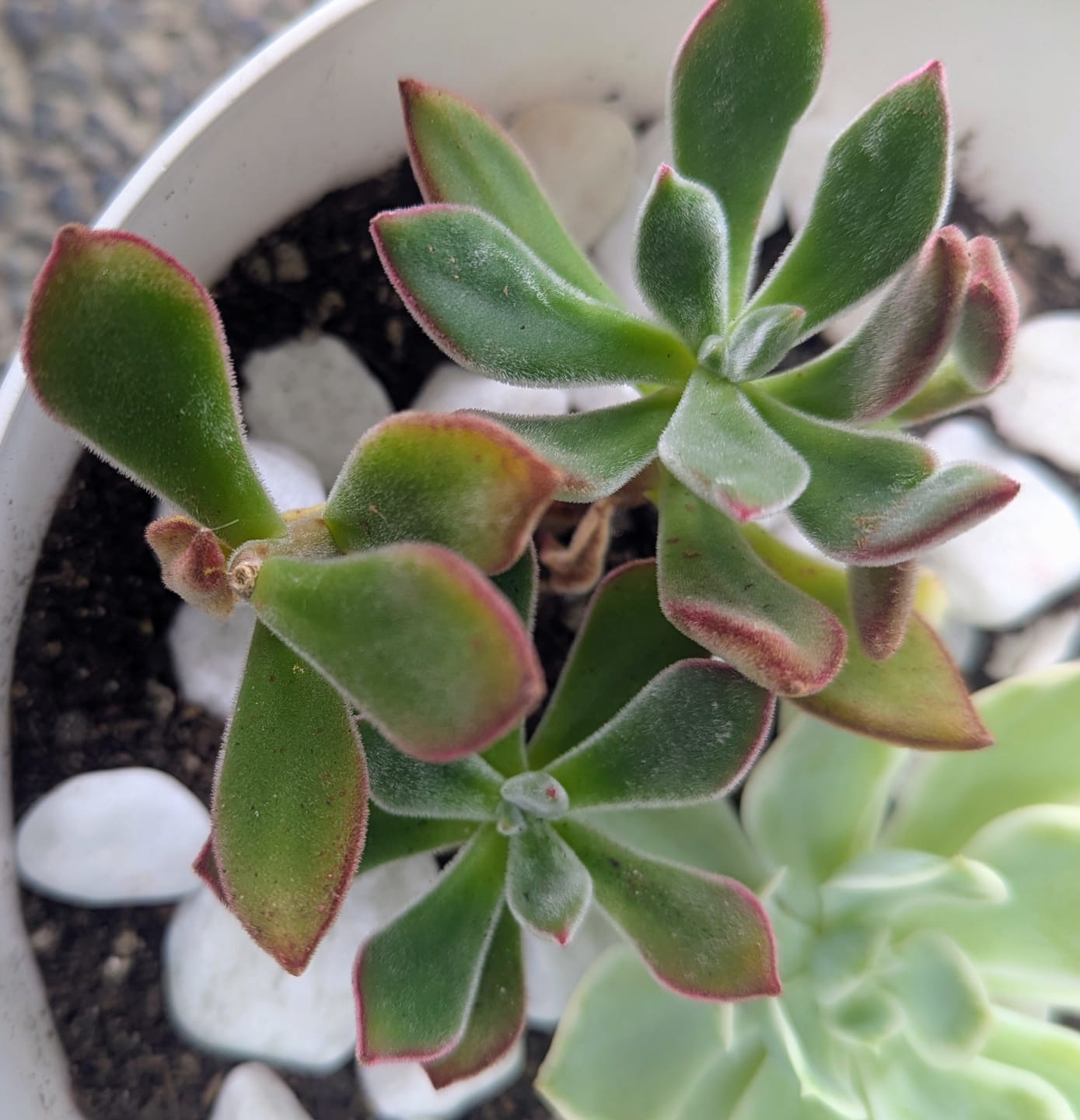 Customer photo review of Echeveria pulvinata 'Ruby' (multi heads)