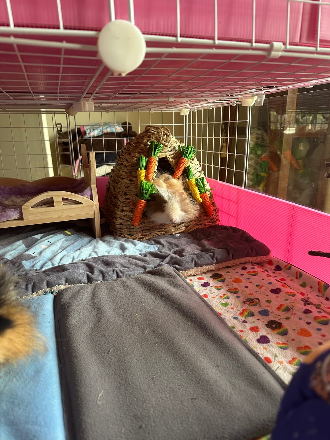 Customer photo review of Ozzy Pets Grass Carrot Hut
