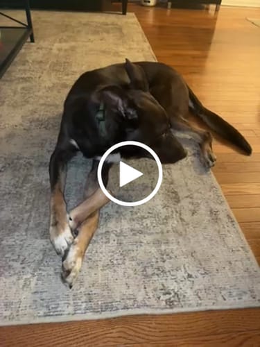 Customer video review of Smoked Beef Marrow Bone