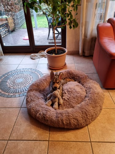 Customer photo review of Puppery Hundebett Wolke 7 - Das Original