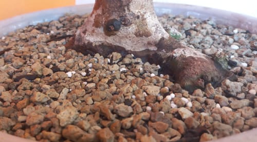 Customer photo review of SUPREMACY CB® (substrato premium ad alte prestazioni)