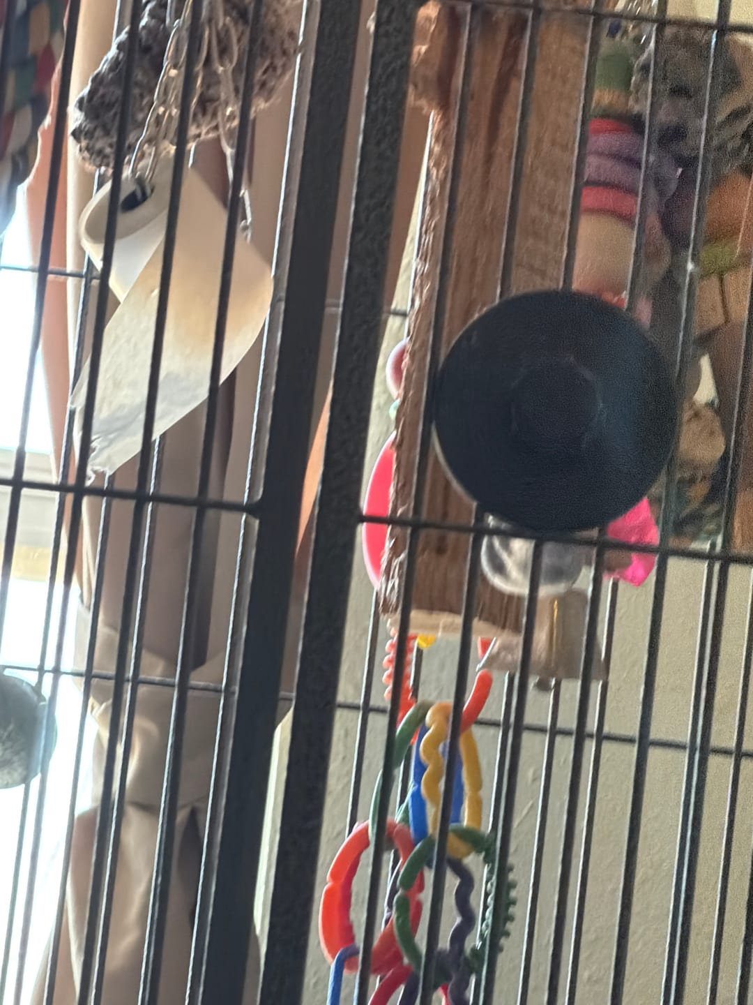 Customer photo review of Big Chippy - The Ultimate Toy For Big Birds