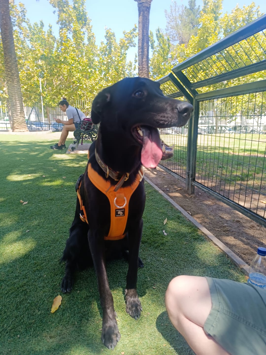Customer photo review of Arnés Aerosport para Perros - Street Dogs - Orange