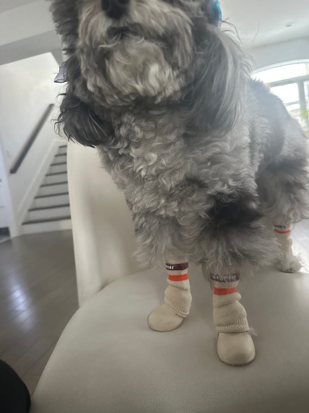 Customer photo review of WagWellies® by wagwear