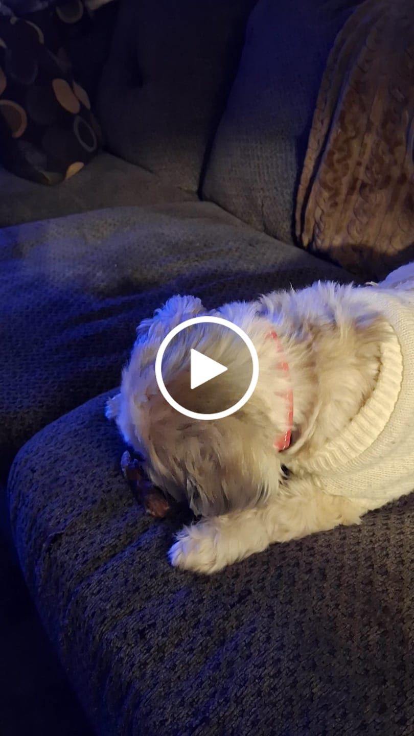 Customer video review of Ostrich Knuckle (Medium – 4" x 3"): The Perfect Chew for Small to Medium Dogs & Sensitive Stomachs