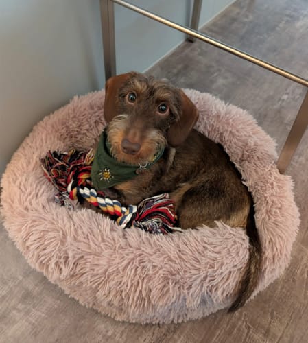 Customer photo review of Puppery Hundebett Wolke 7 - Das Original