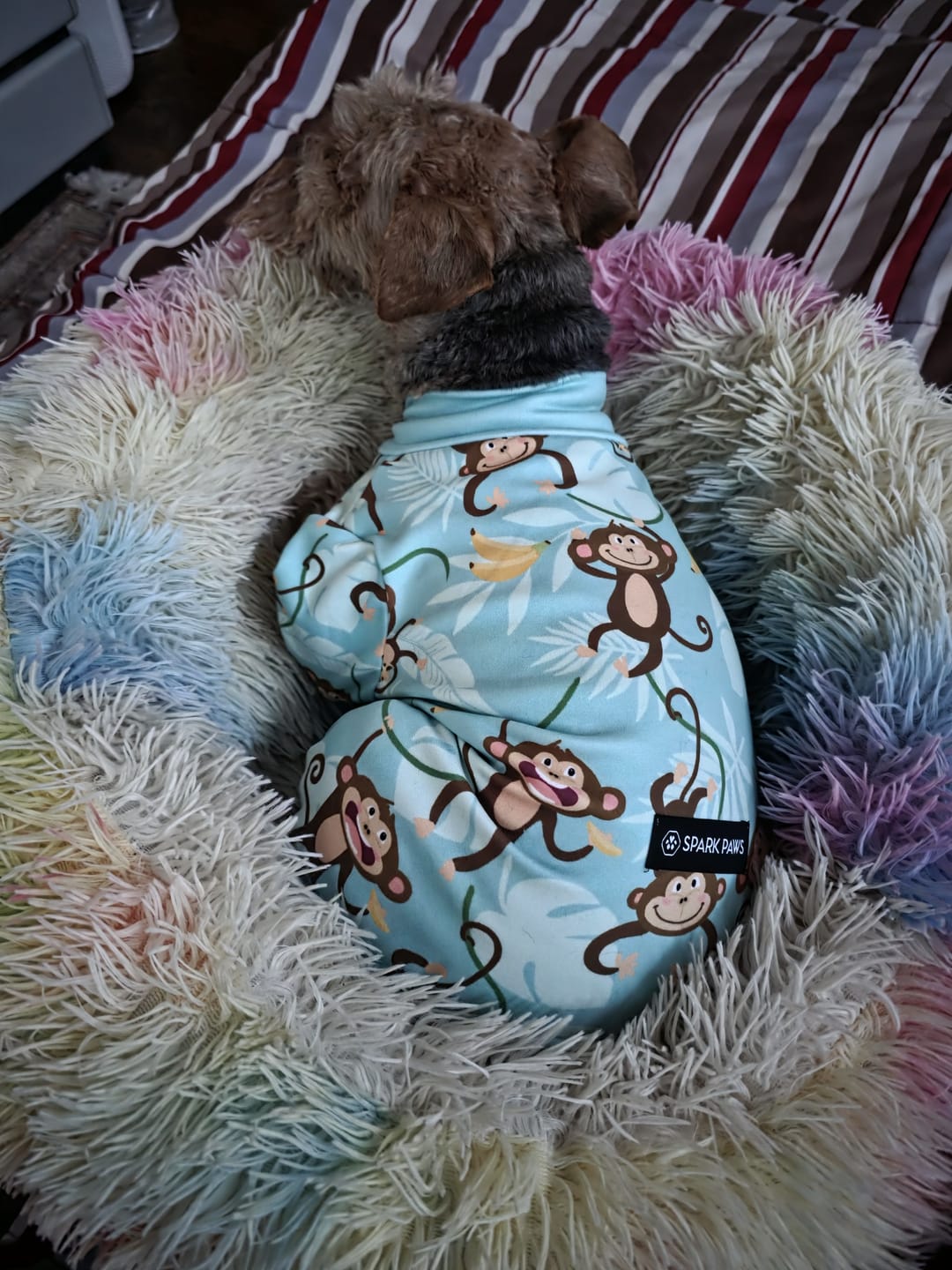 Customer photo review of Dog Pajama Prints