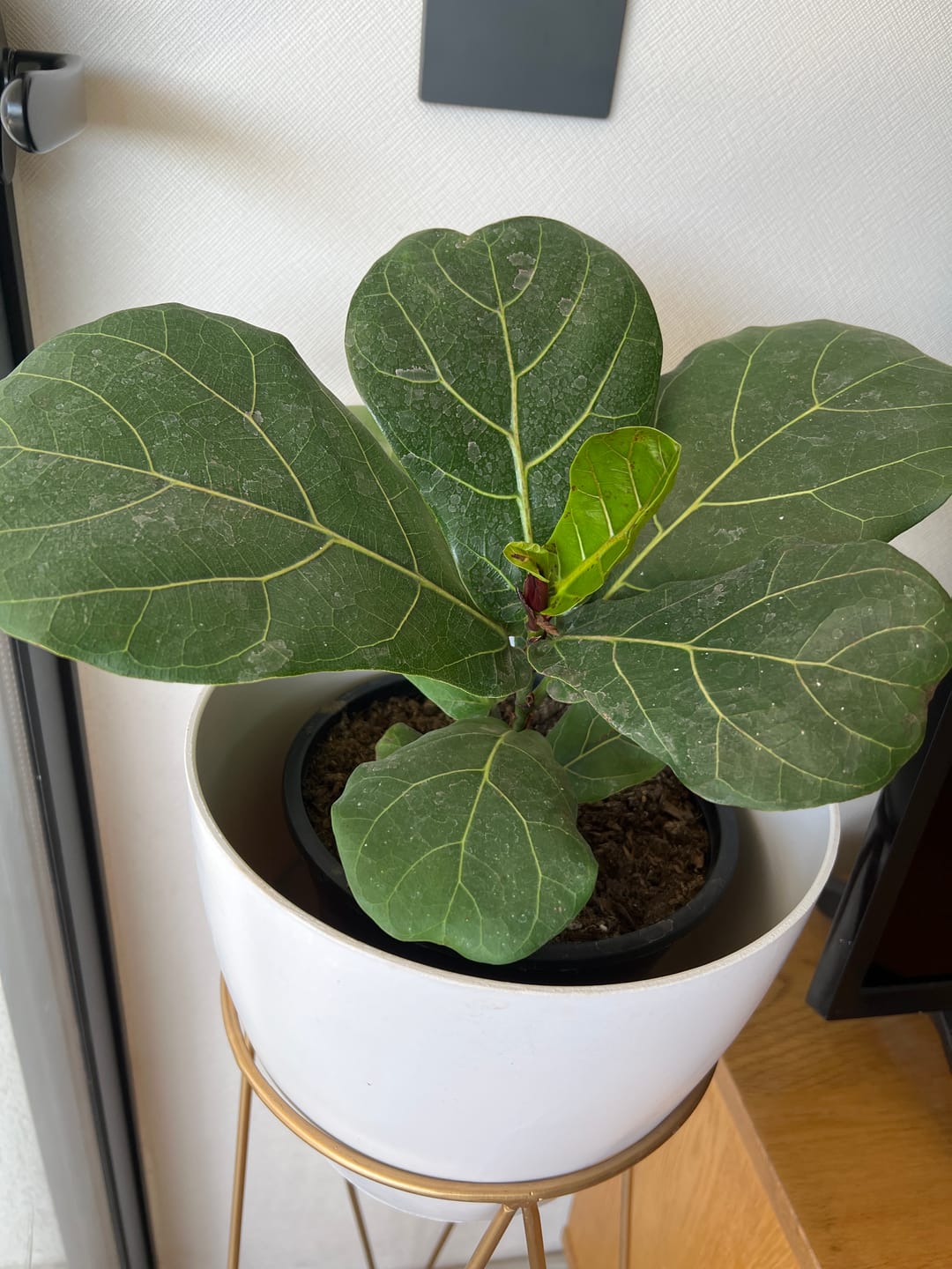 Customer photo review of Ficus Lyrata