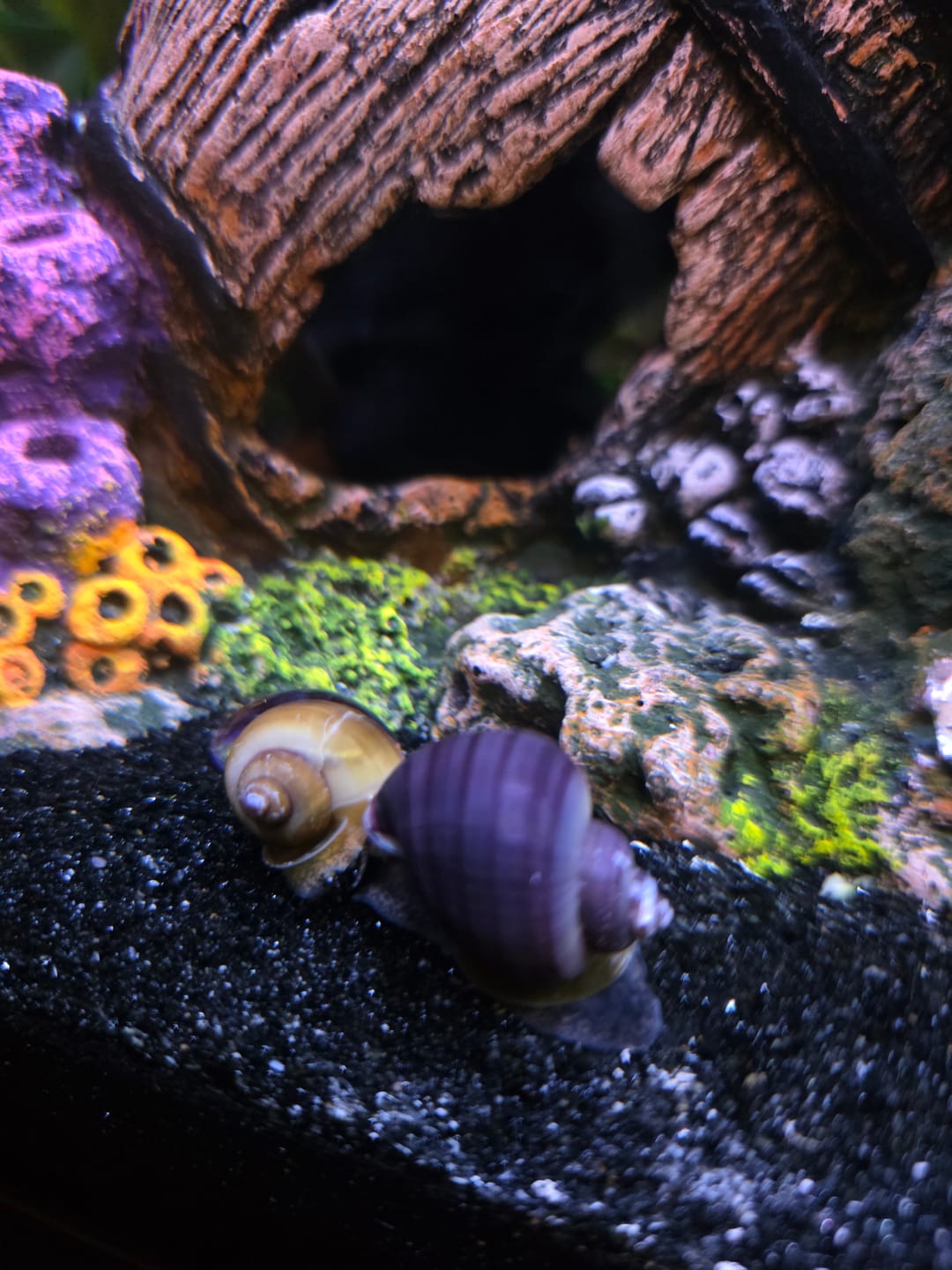Customer photo review of Purple Mystery Snail