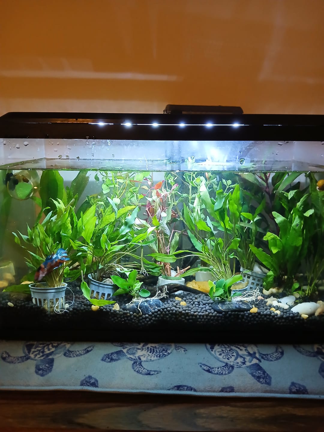 Customer photo review of Scarlet Temple  (Alternanthera reineckii)