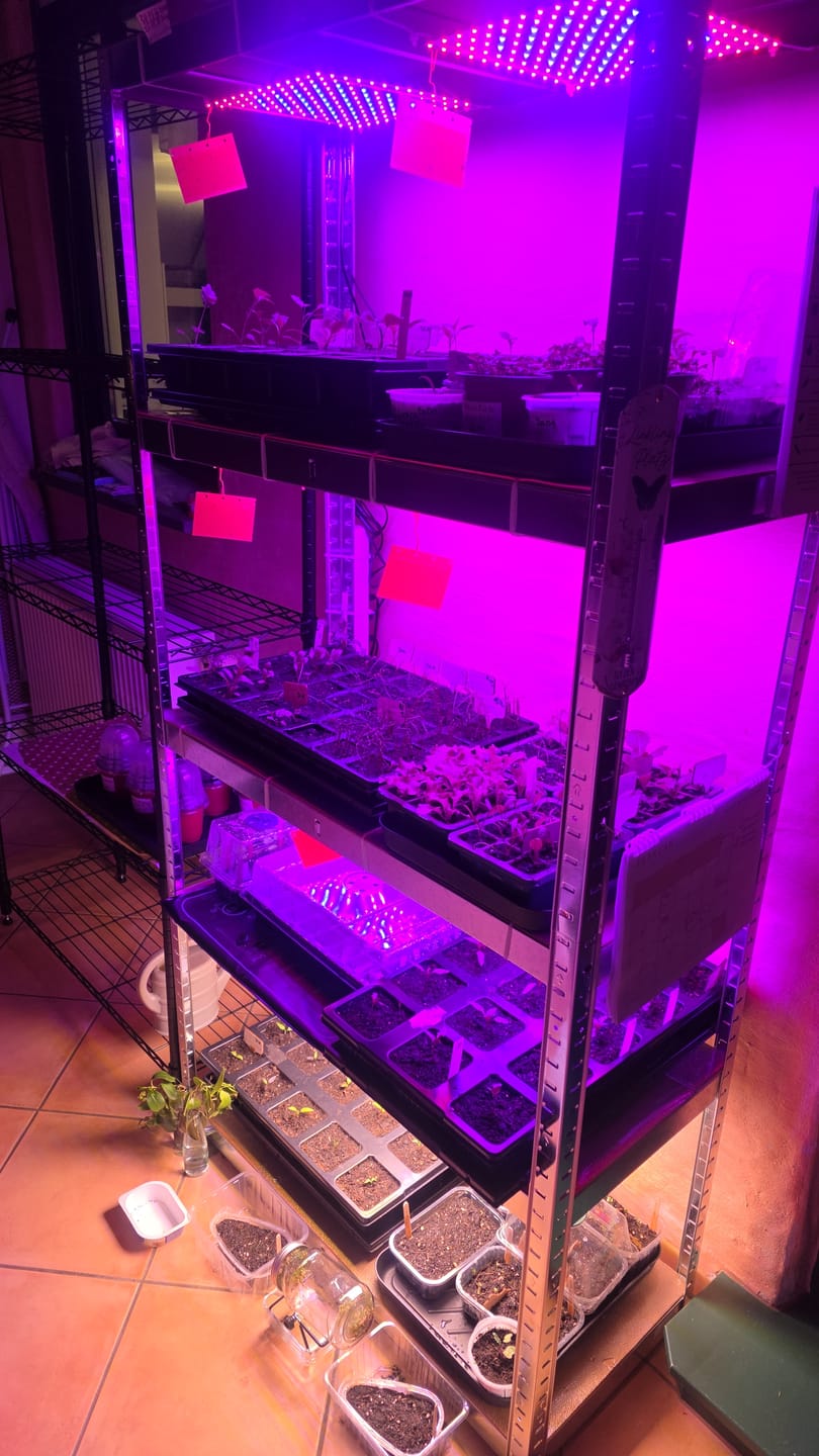 Customer photo review of QuickPot Anzuchtplatten