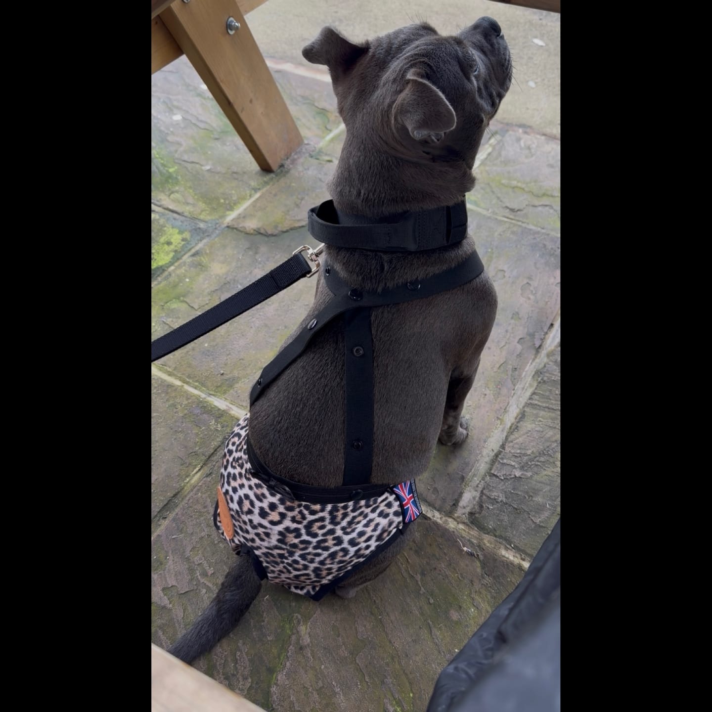Customer photo review of Staffordshire Bull Terrier 1935® Hygiene Panties with Suspenders - Leopard
