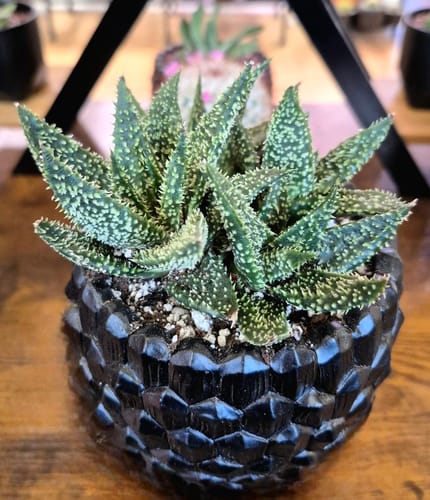 Customer's Aloe Tarantula plant with spiky green leaves in a textured black pot.