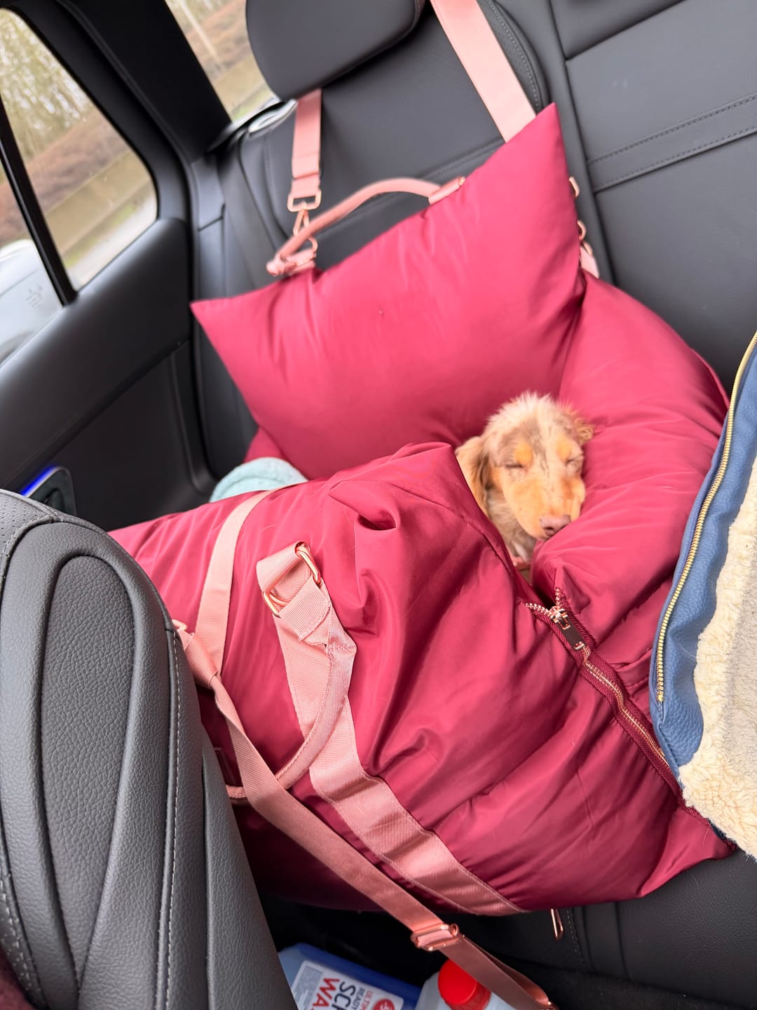 Customer photo review of Travel Dog Pod - Rosewood