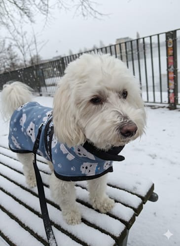Rezensent teilt ein Foto seines kleinen weißen Hundes, der für die Lucky Belly-Bewertung auf einer verschneiten Bank steht.