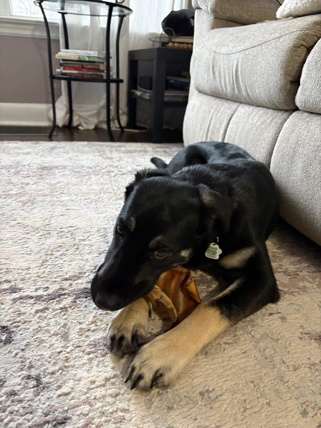 Customer photo review of Bully Bargain Bag