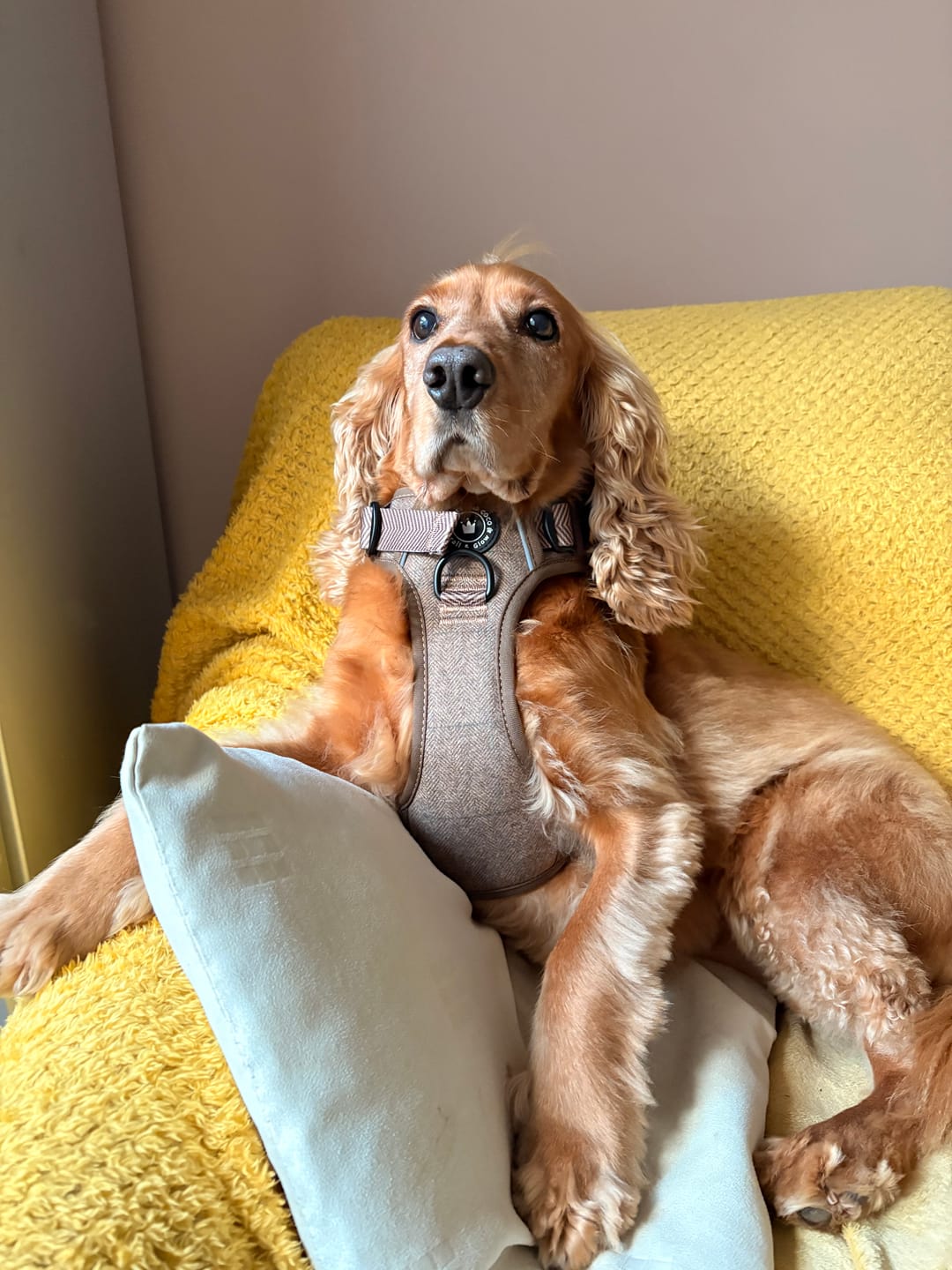 Customer photo review of Trail & Glow Tweed Dog Harness - Oxford Tweed
