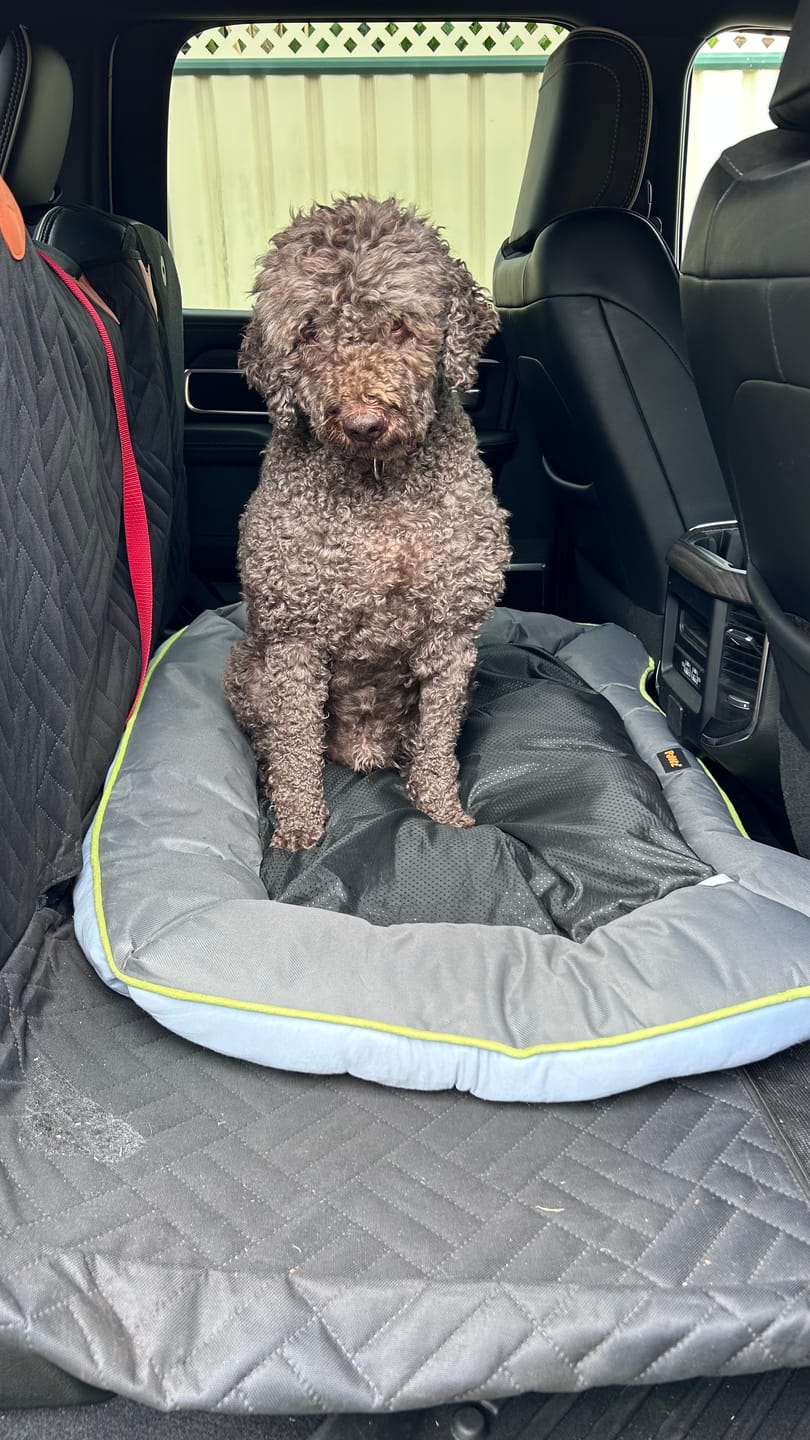 Customer photo review of Pet Cooling Sofa Bed