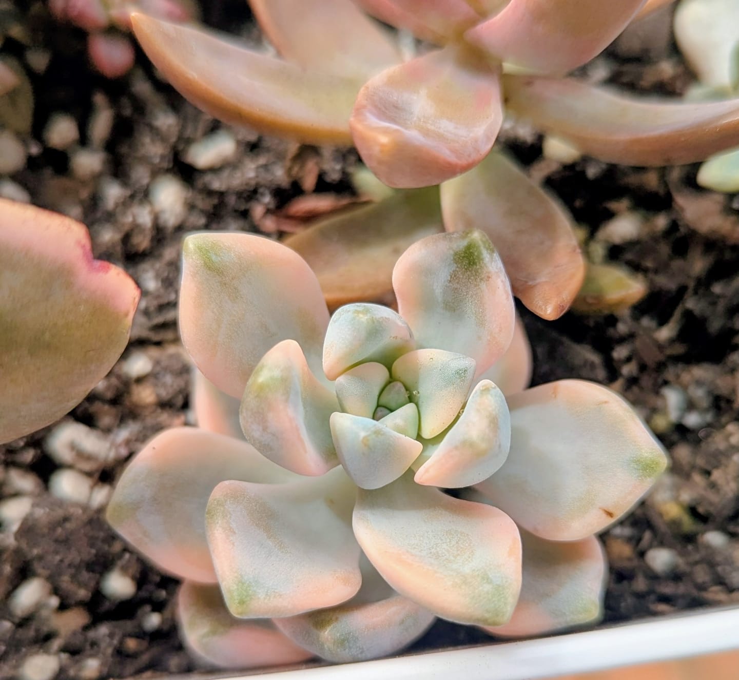 Customer photo review of Graptopetalum paraguayense ssp. bernalense variegated - Cuttings x 1