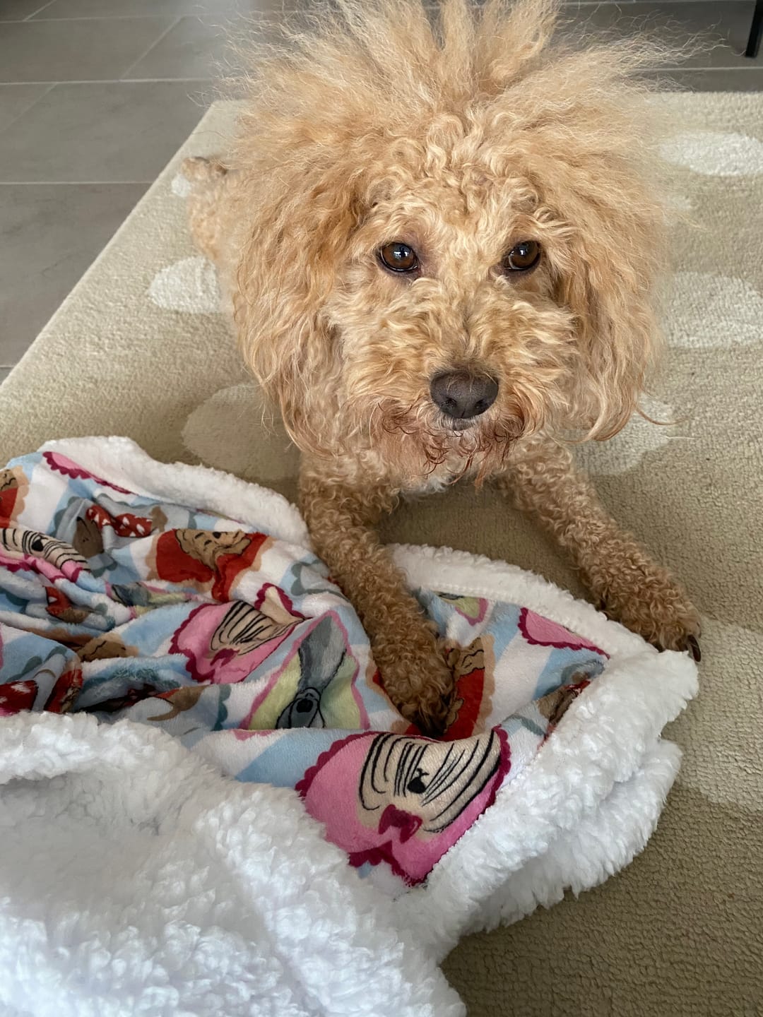 Customer photo review of Dog Blankie - My Fur Ever Love
