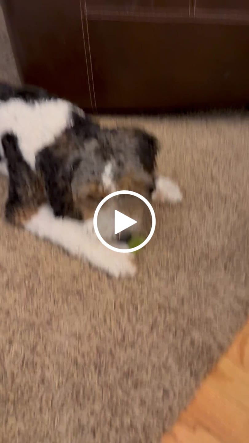 Customer video review of Banana Yak Chews