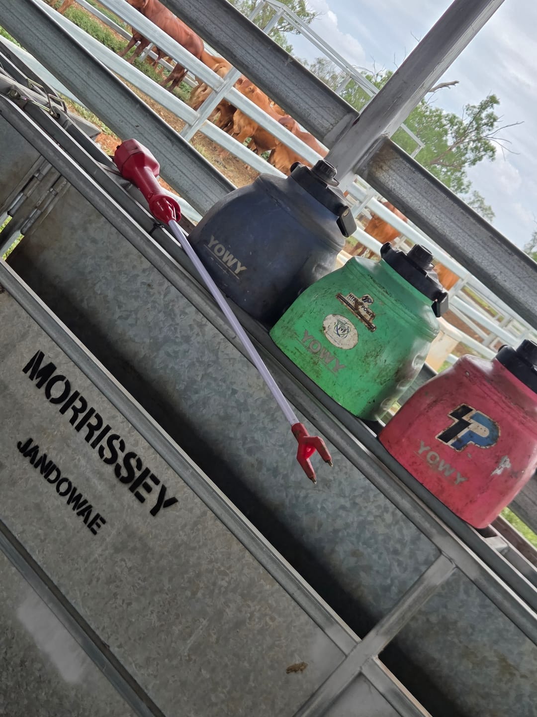 Customer photo review of 6L Yowy Watercan