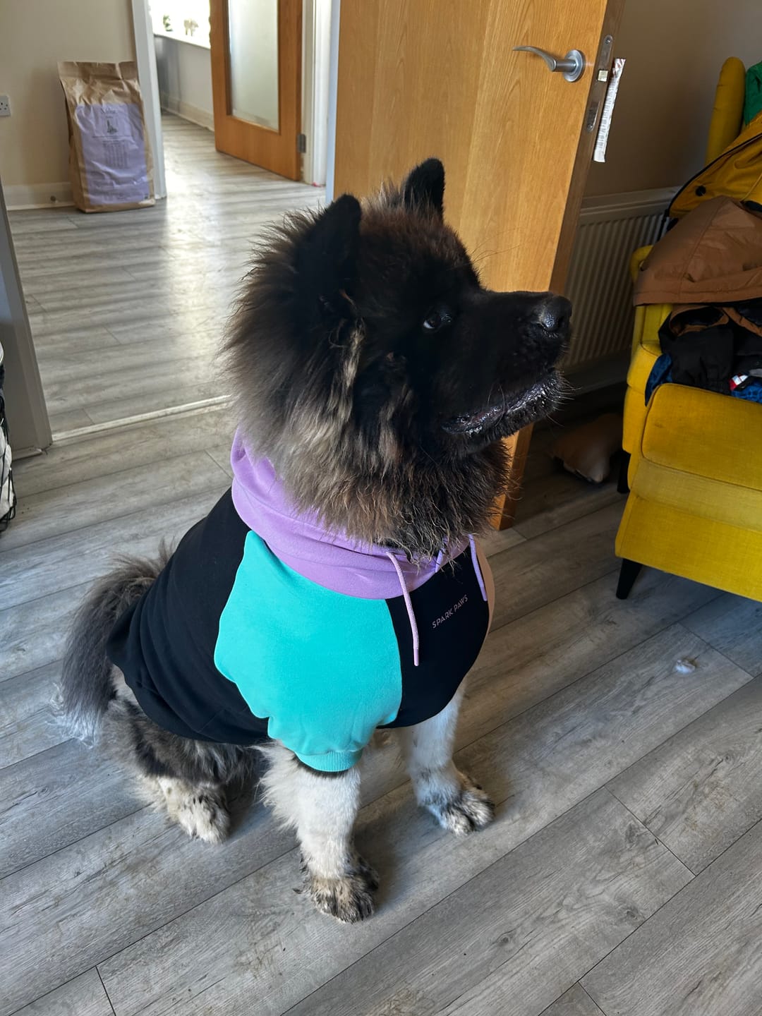Customer photo review of Ranger Dog Hoodie