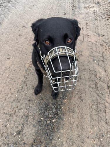 Customer photo review of Maulkorbmodelle