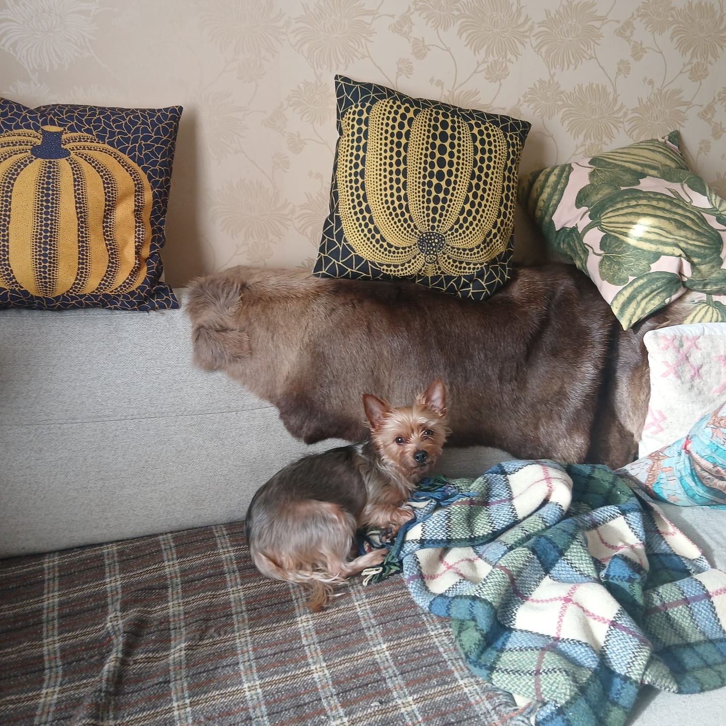 Customer photo review of XL Reindeer Fur Hide - Seconds