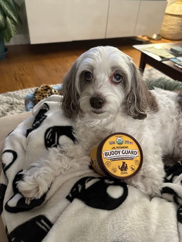 Customer's Cockapoo dog lying down next to a container of Petsmont Buddy Guard supplement.