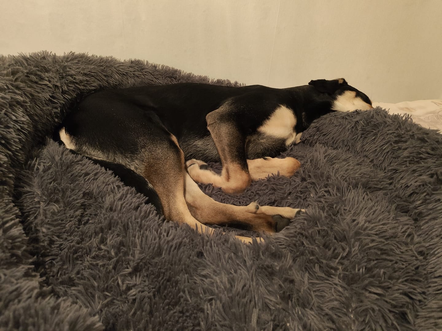 Customer photo review of Belune® Hundebett mit waschbarem Bezug