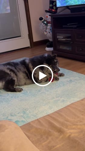 Customer video review of 12 Inch Thick Bully Stick