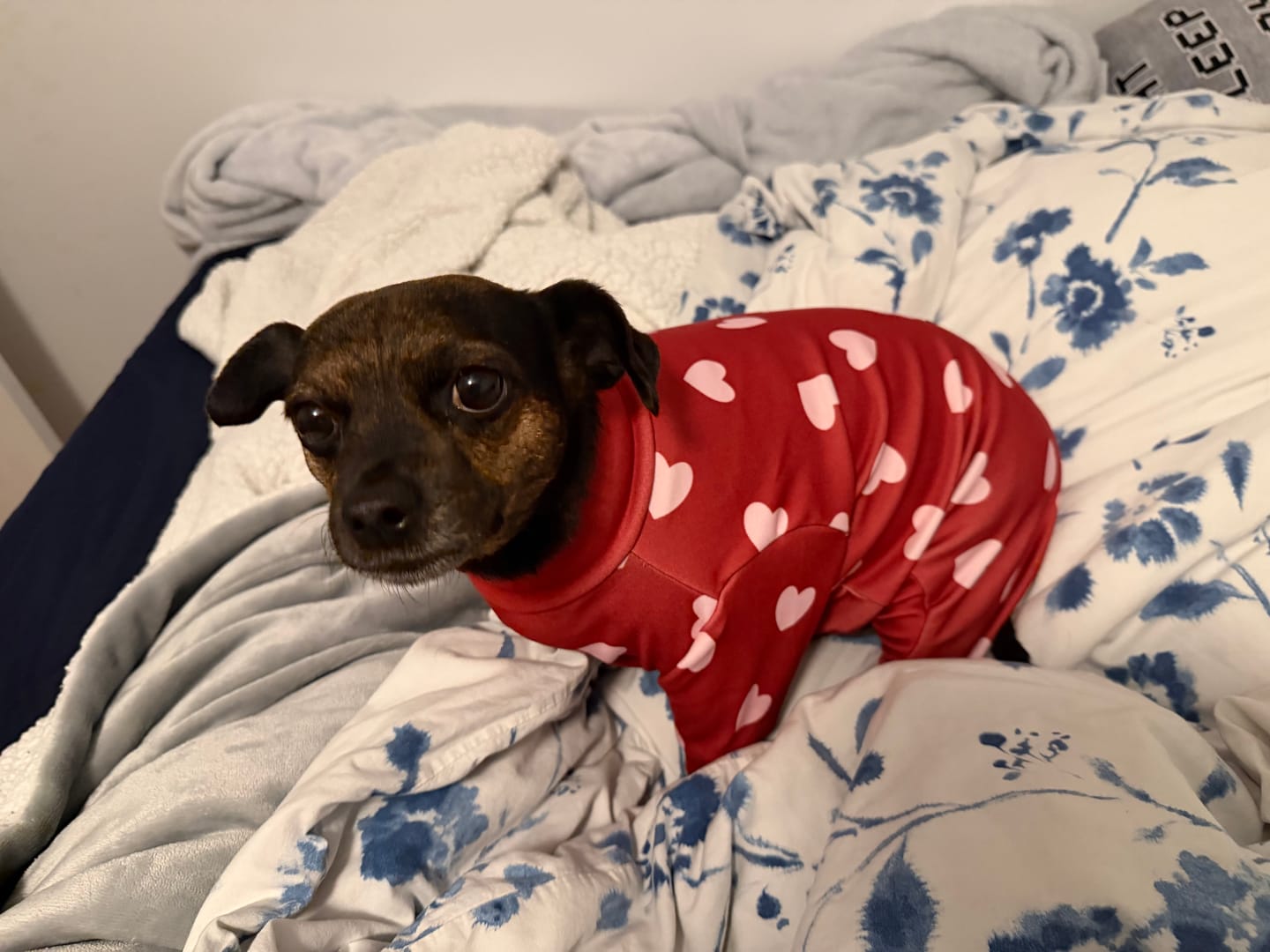 Customer photo review of Dog Pajama - Red Hearts