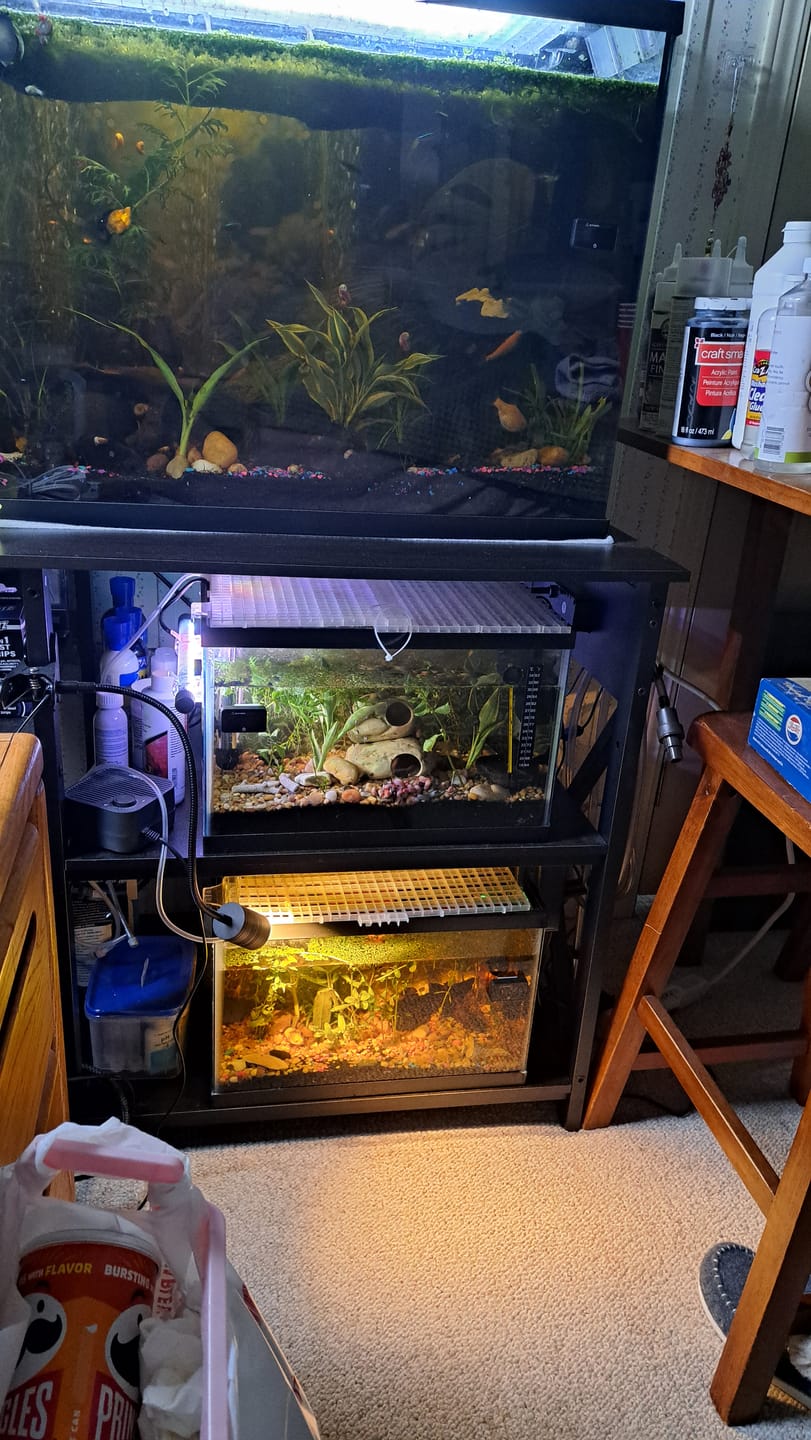 Customer photo review of Bacopa Monnieri 'Moneywort'