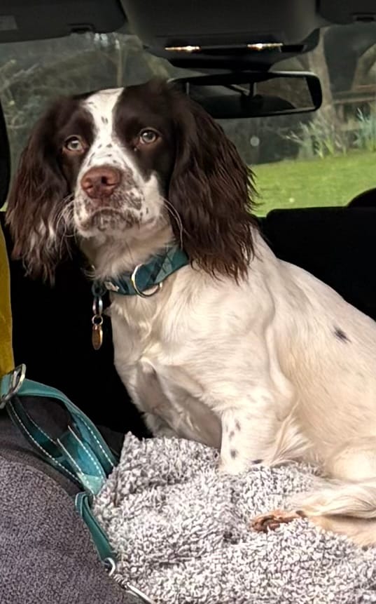 Customer photo review of Comfort Collar
