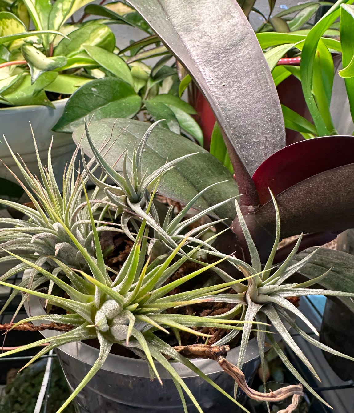 Customer photo review of Wholesale Ionantha Guatemala Medium  (Minimum Order 10)