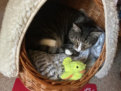 Customer photo review of Patsli® Move