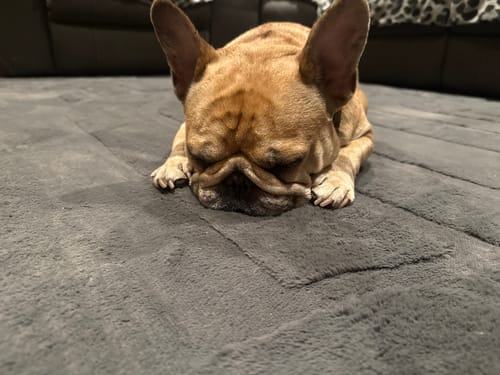A customer's dog resting comfortably on the plush, charcoal Mellow Mat.