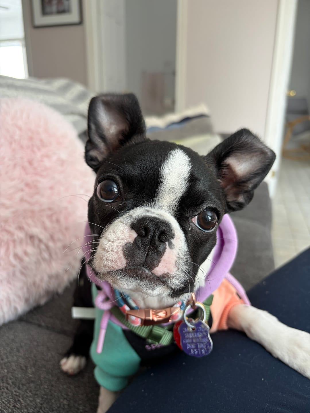 Customer photo review of Cyber Punk Dog Hoodie