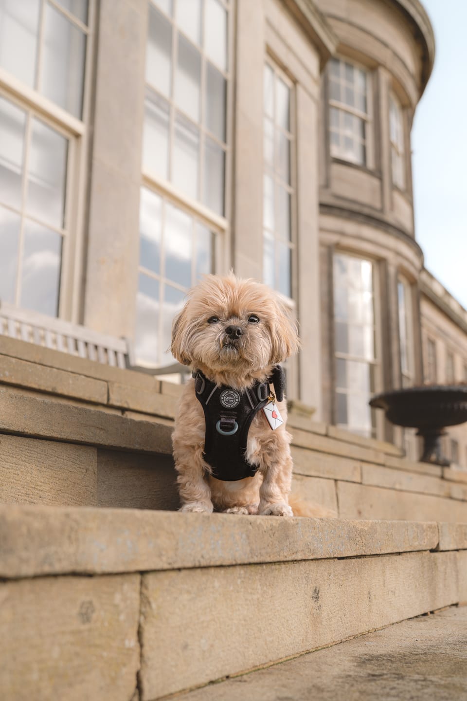 Customer photo review of Trail & Glow Tweed Dog Harness - Colour Drops - Charcoal Tweed